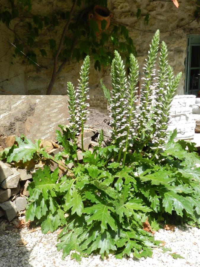 Les Acanthes Lauris Buitenkant foto